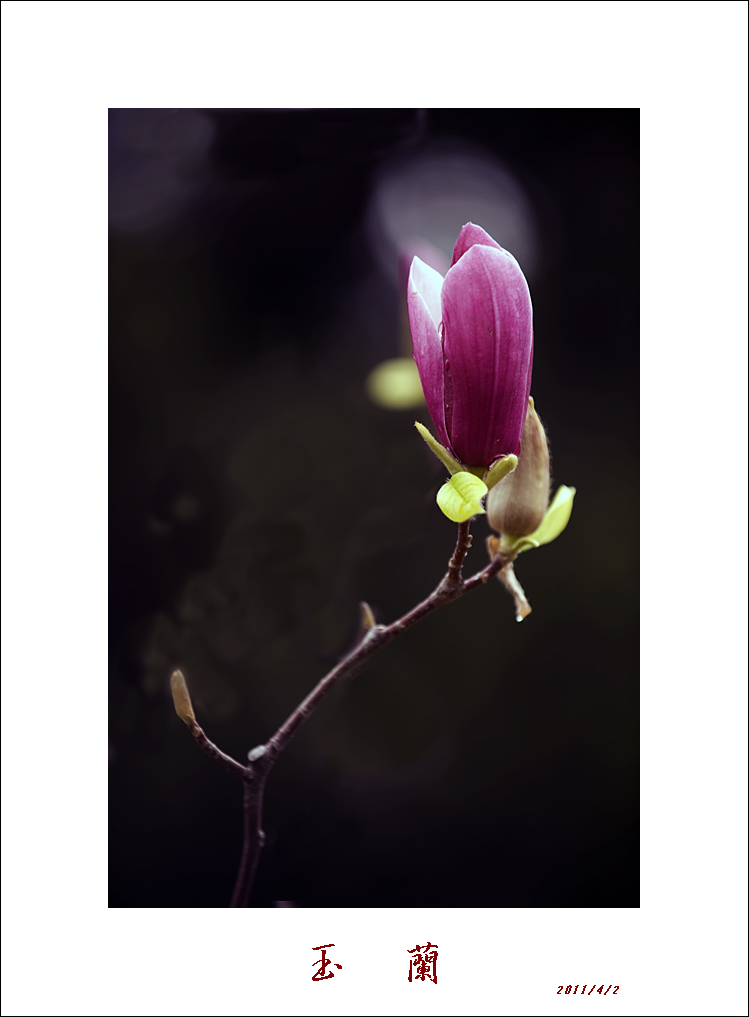 梅兰竹菊花卉帖