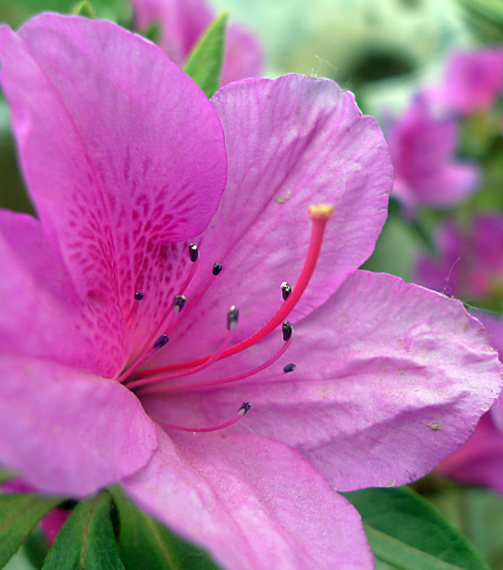 梅兰竹菊花卉帖
