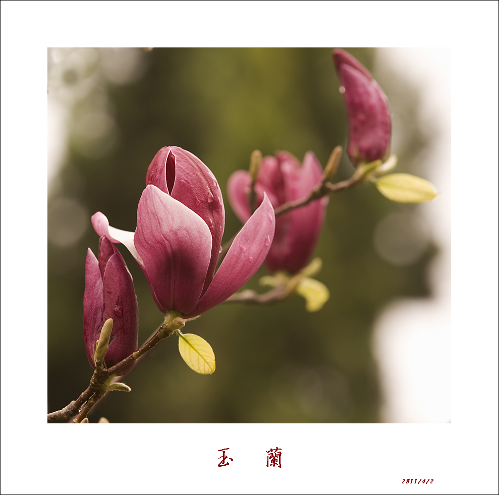 梅兰竹菊花卉帖