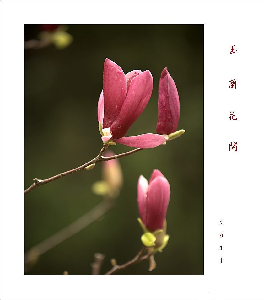 梅兰竹菊花卉帖