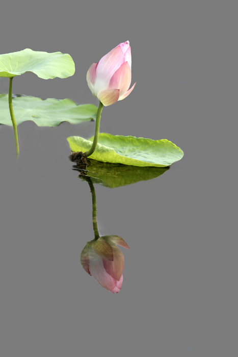 [原创]  花开时节虫鸟鸣