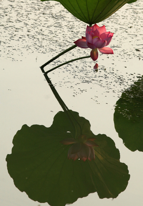 [原创]  花开时节虫鸟鸣