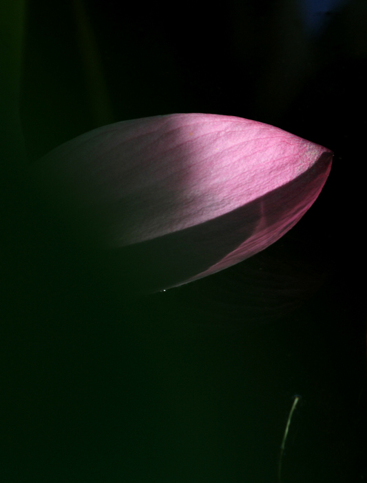 [原创]  花开时节虫鸟鸣