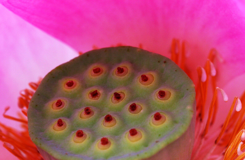 [原创]  花开时节虫鸟鸣