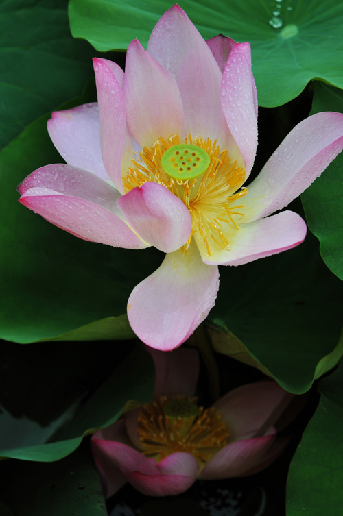 淮阳行