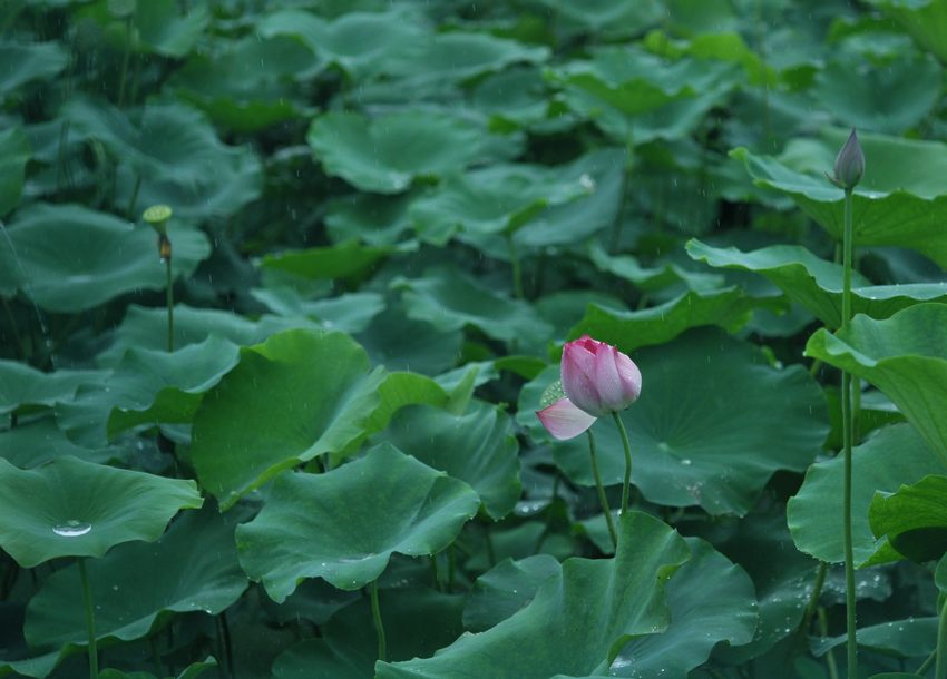 [原创]又见爱荷
