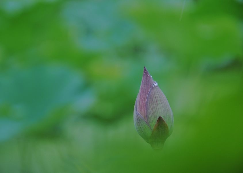 [原创]又见爱荷