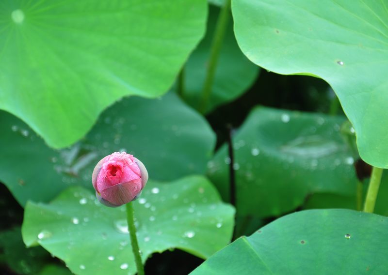 [原创]又见爱荷
