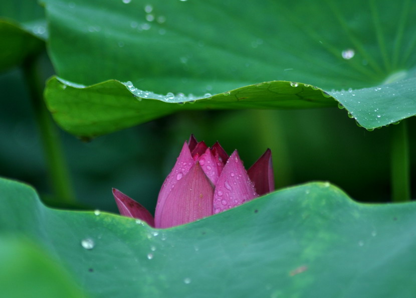 [原创]又见爱荷