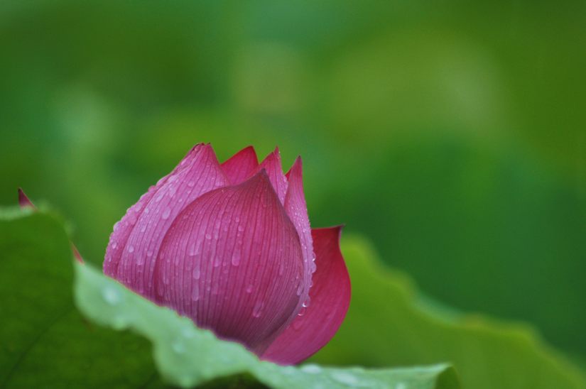 [原创]又见爱荷