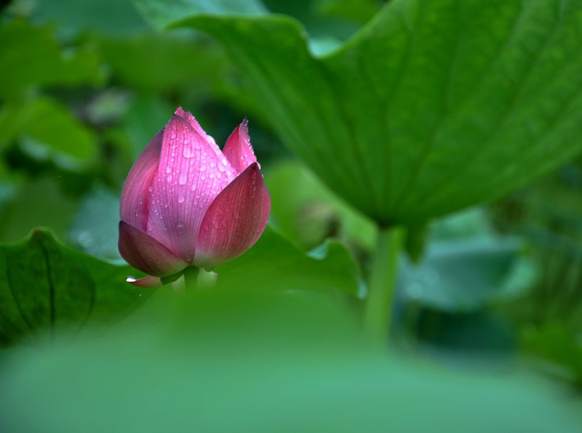 [原创]又见爱荷
