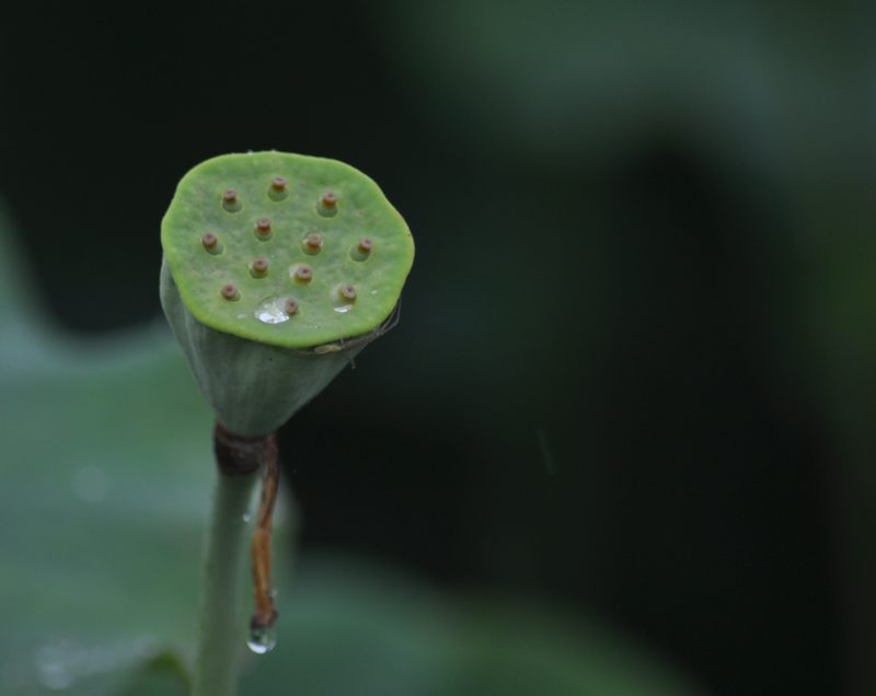 [原创]又见爱荷