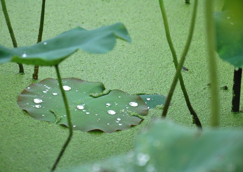 [原创]又见爱荷