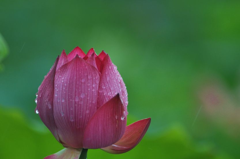 [原创]又见爱荷