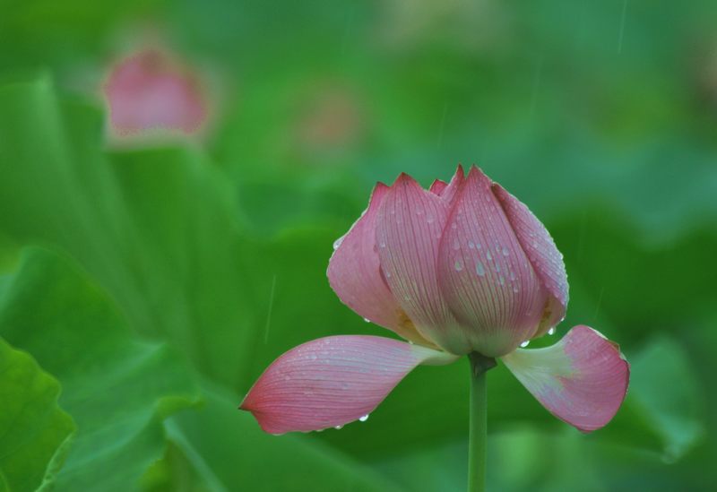 [原创]又见爱荷