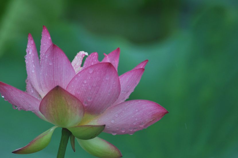 [原创]又见爱荷