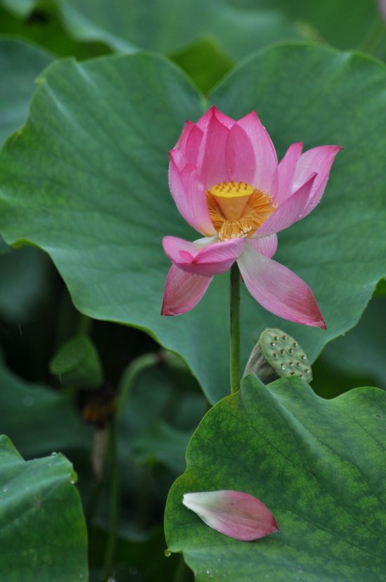 [原创]又见爱荷