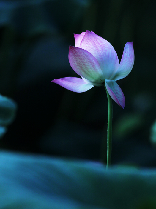 梅兰竹菊花卉帖