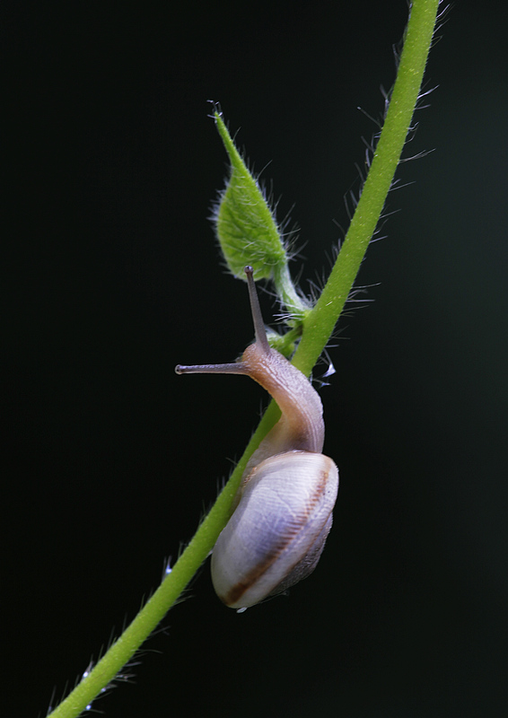 那时花开（不断添加中）