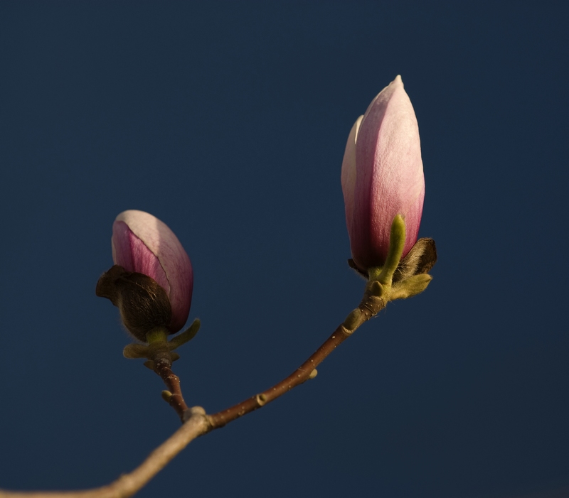 梅兰竹菊花卉帖