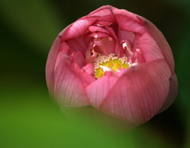 梅兰竹菊花卉帖