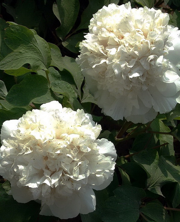 花魁