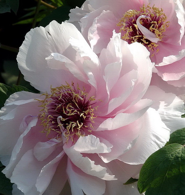 花魁