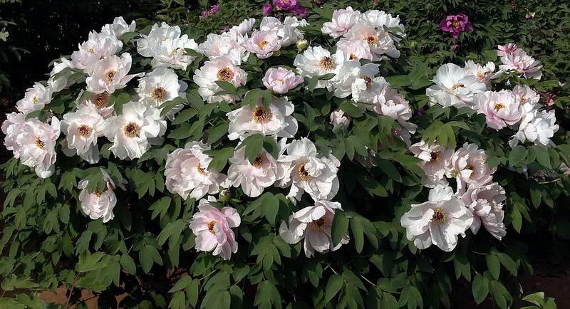 花魁