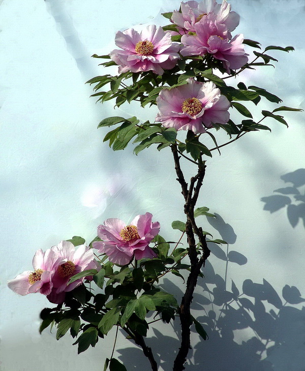 花魁