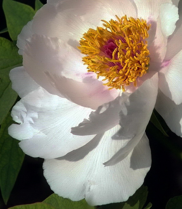 花魁