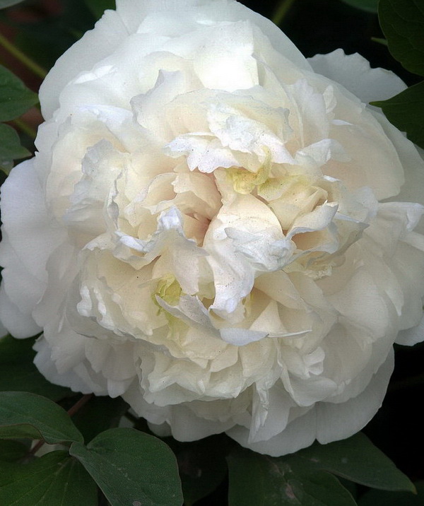 花魁