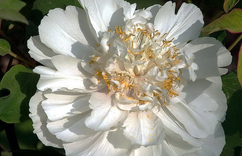 花魁