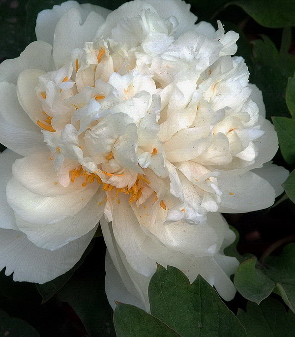 花魁