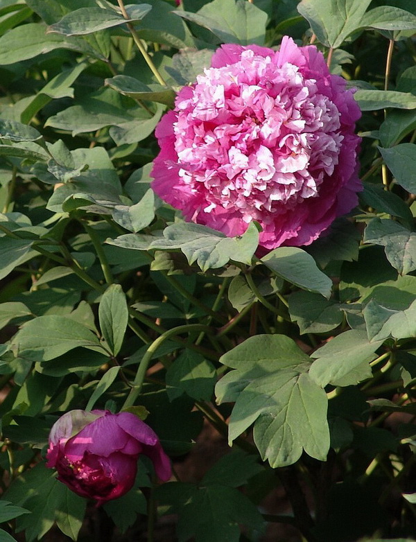 花魁