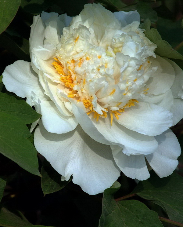 花魁