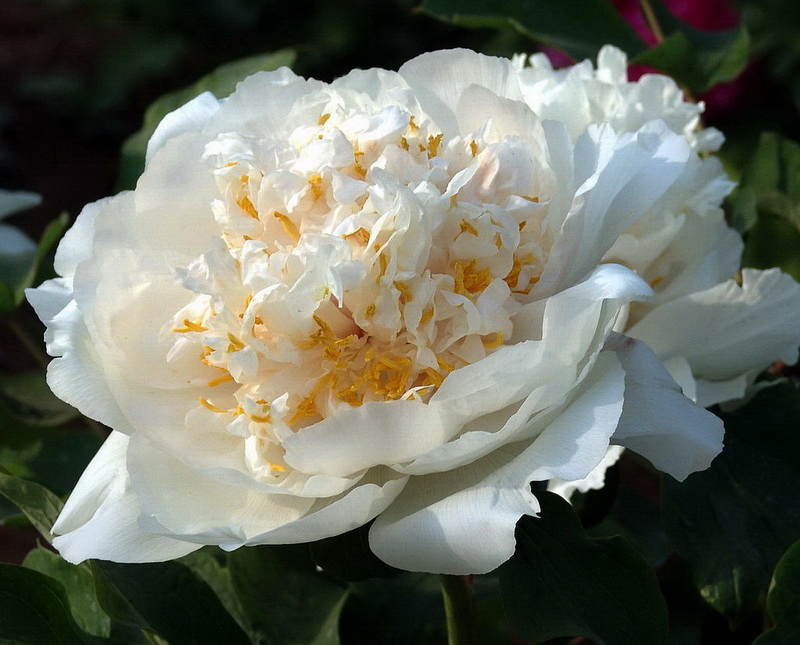 花魁