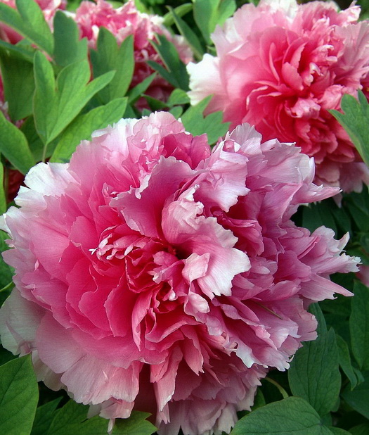 花魁