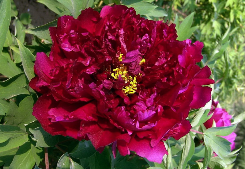 花魁