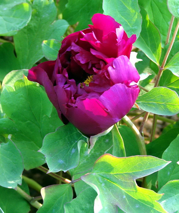 花魁