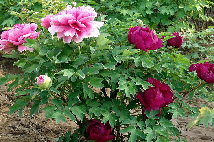 花魁