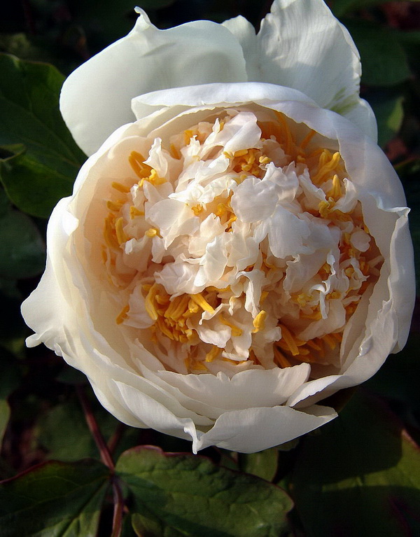 花魁
