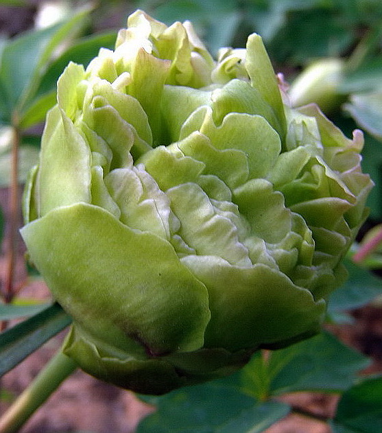 花魁