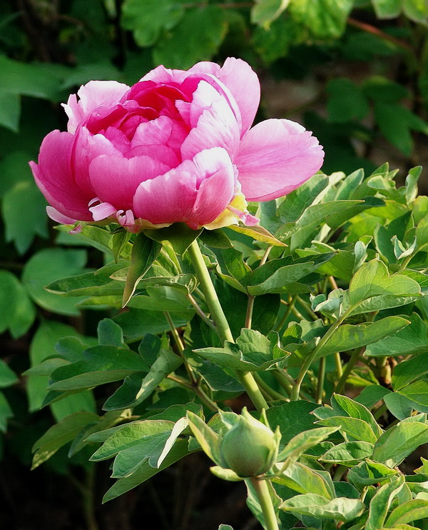 花魁