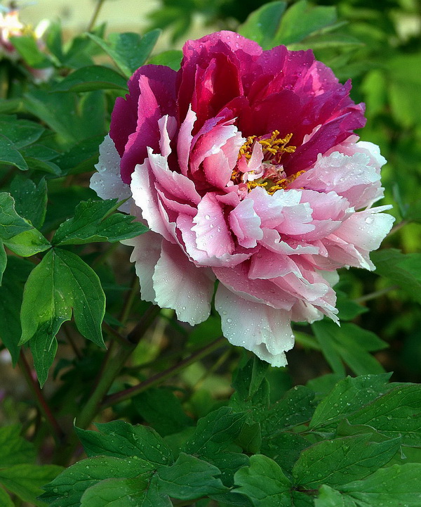 花魁