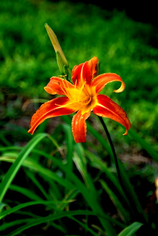 金银花