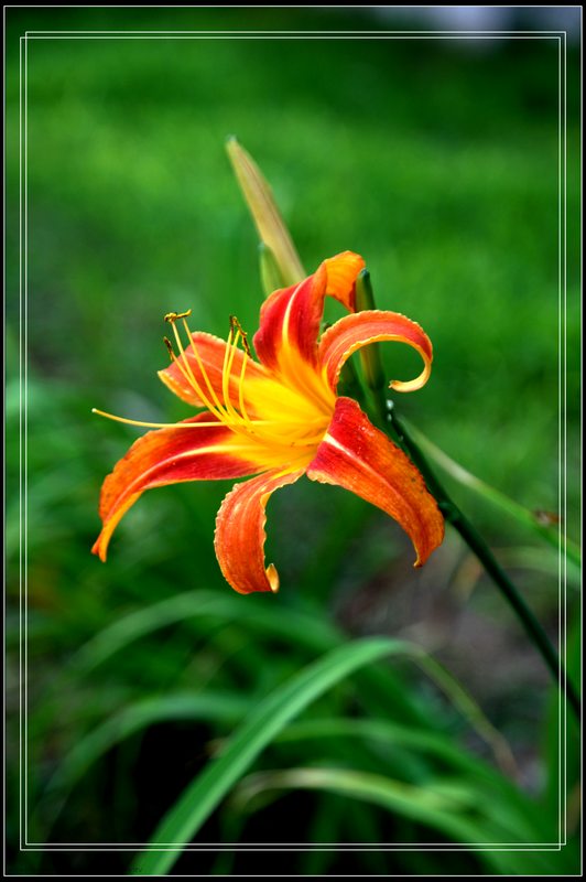 金银花