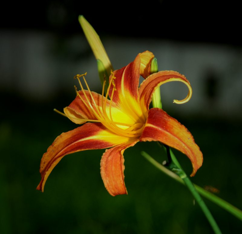 金银花