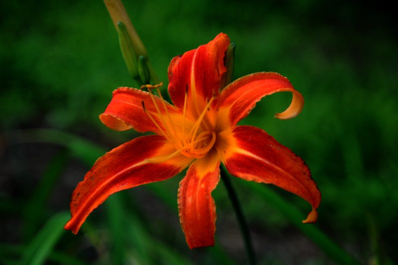 金银花