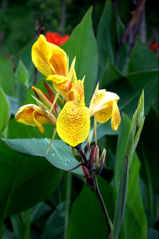 金银花