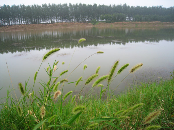黄河湿地垂钓图